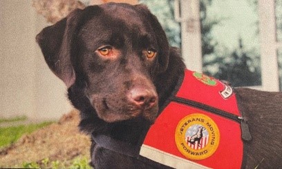 Chocolate Lab, Zamp