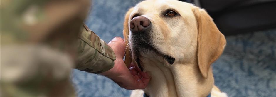 8 Incredible Service Dog Organizations for Veterans