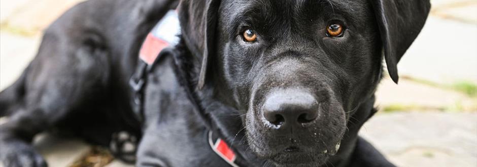 Veterans Moving Forward: Using Animal Therapy to Help